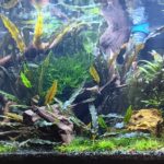 Guppy1