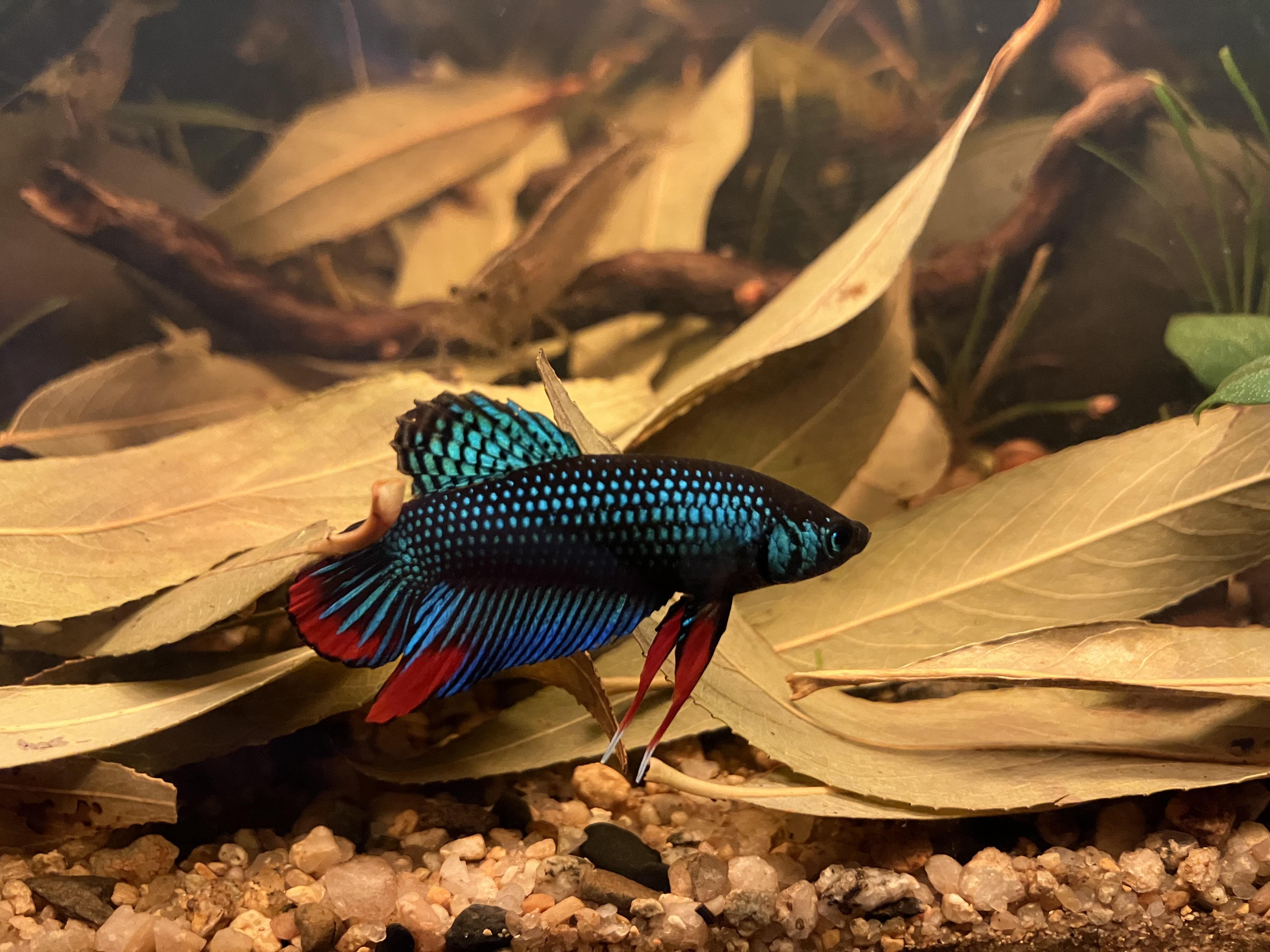 Aquarium AG