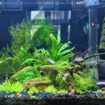 Neocaridina2